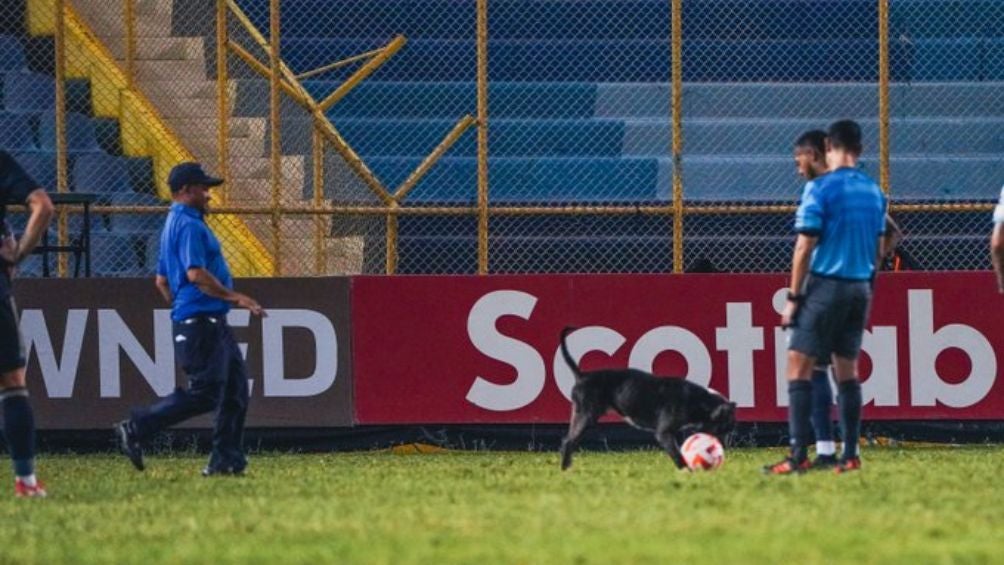 El perrito estaba jugando en el campo 