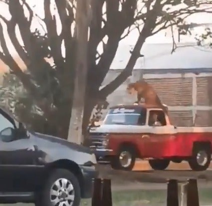 Tigre paseando en camioneta