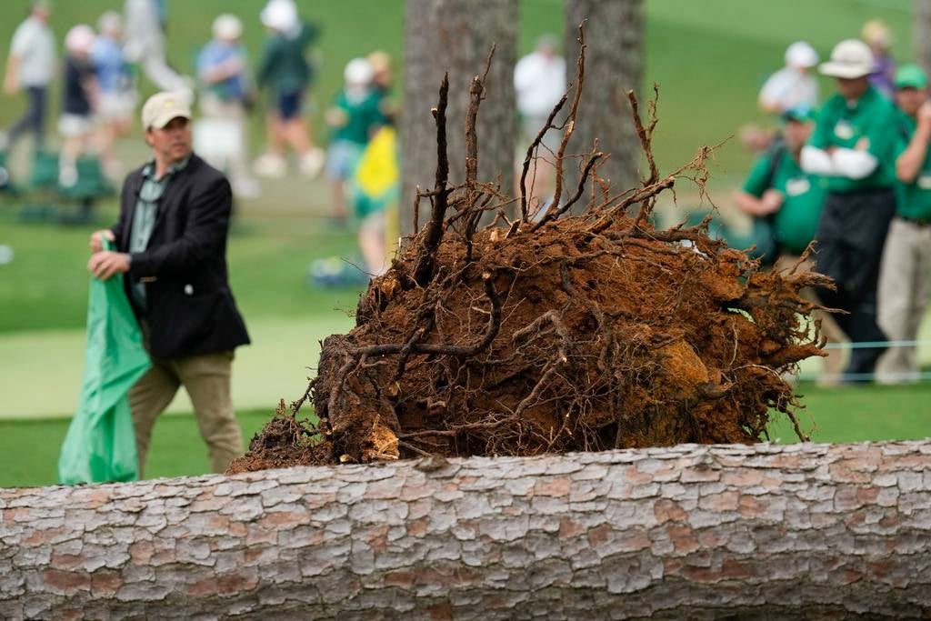 El árbol estorbó en el campo de juego