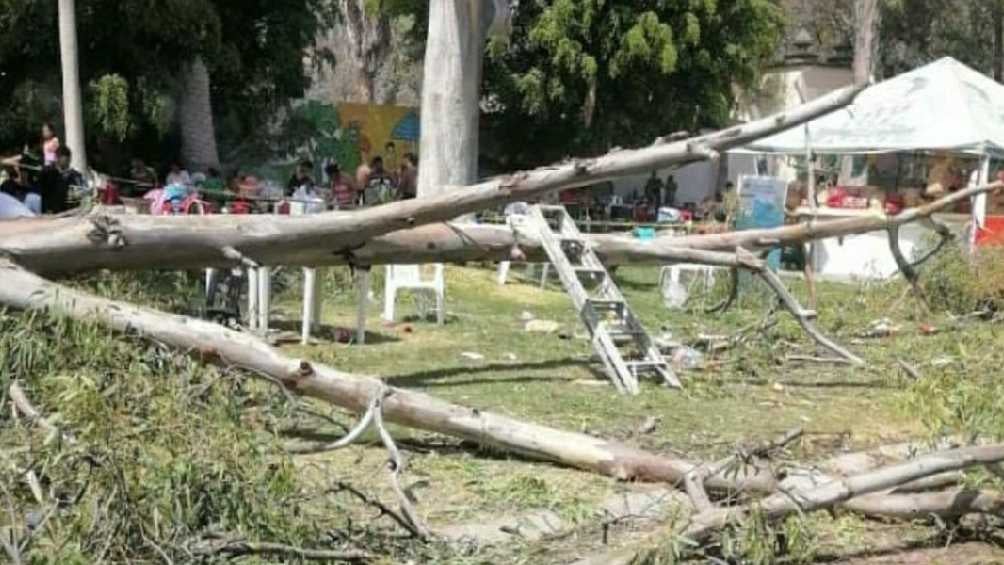 Semana Santa 2023: Un árbol caído deja 11 heridos y un muerto en un balneario