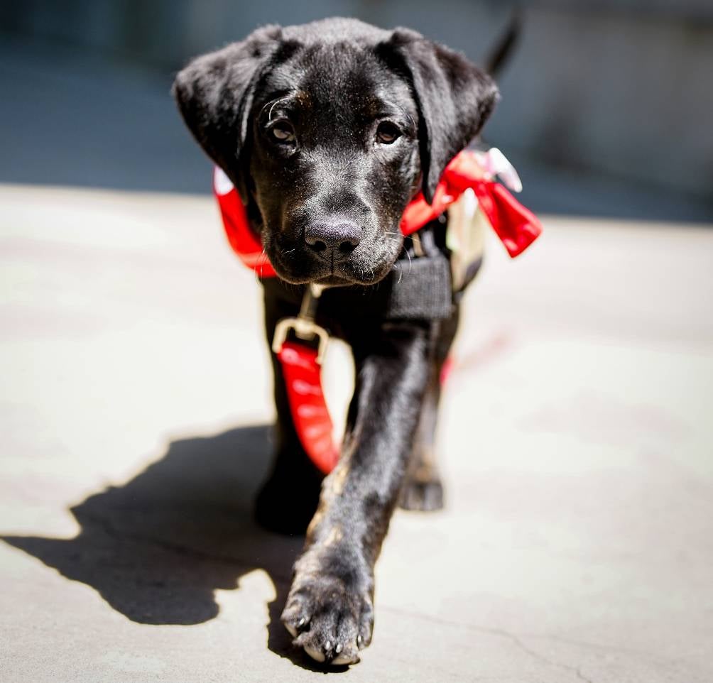 Phillies presentan a Major, el cachorro labrador que se convertirá en un perro de servicio para un veterano con discapacidad