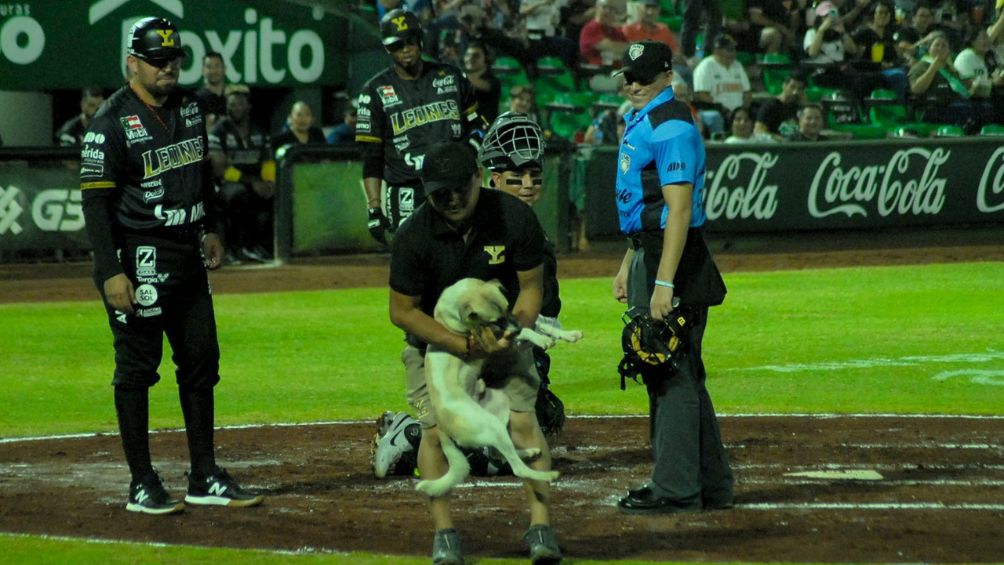 Miembro de los Leones de Yucatán sacando al perrito 