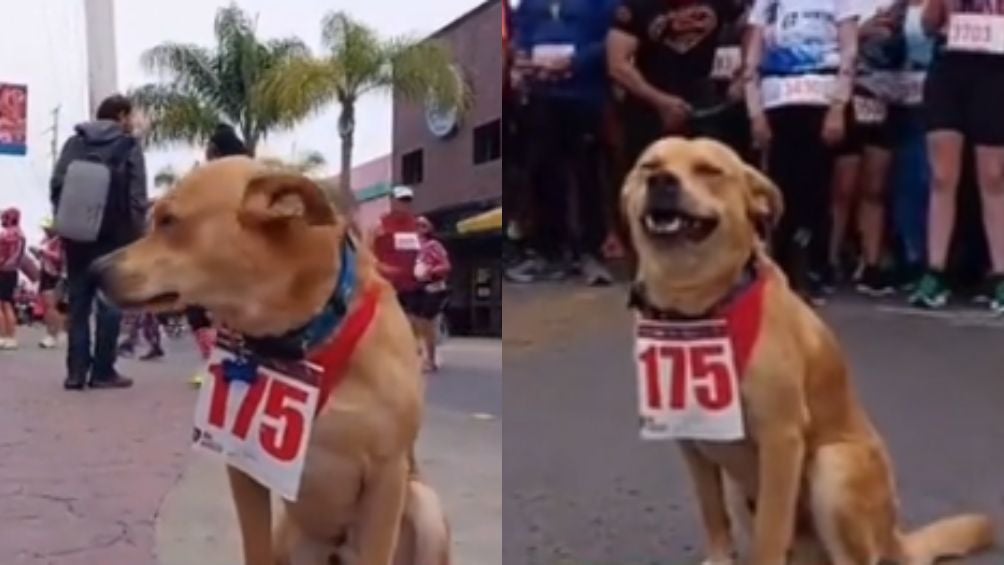 El 'Chicles', perro maratonista