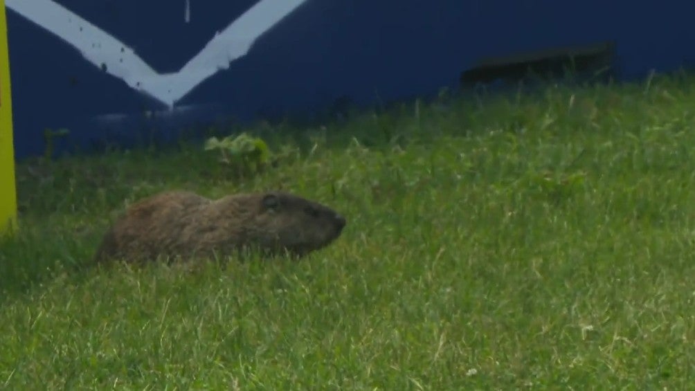 Gran Premio de Canadá: Marmotas invaden la pista del circuito Gilles Villeneuve