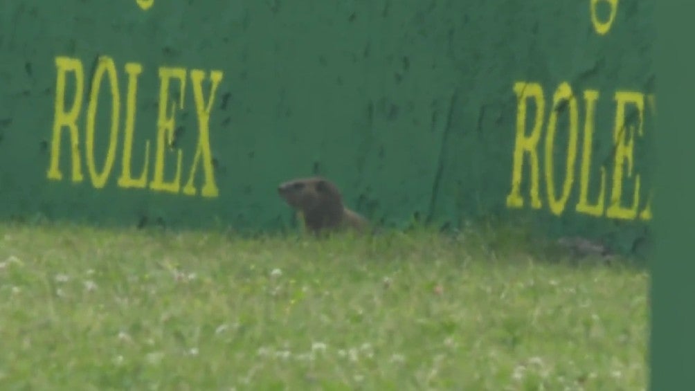 Marmota se hace presente en el GP de Canadá