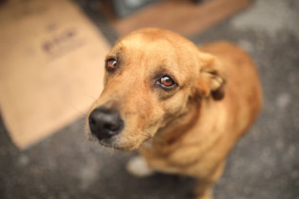 El abandono de perros aumentó durante la pandemia.