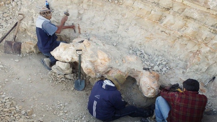 Restos fósiles del Perucetus Colossus