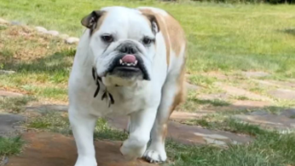 Fiona, la perrita de la familia Debrez