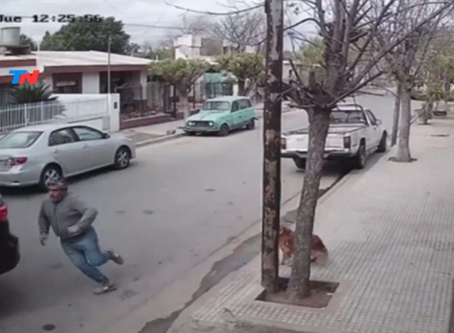 El perrito arrancó el coche