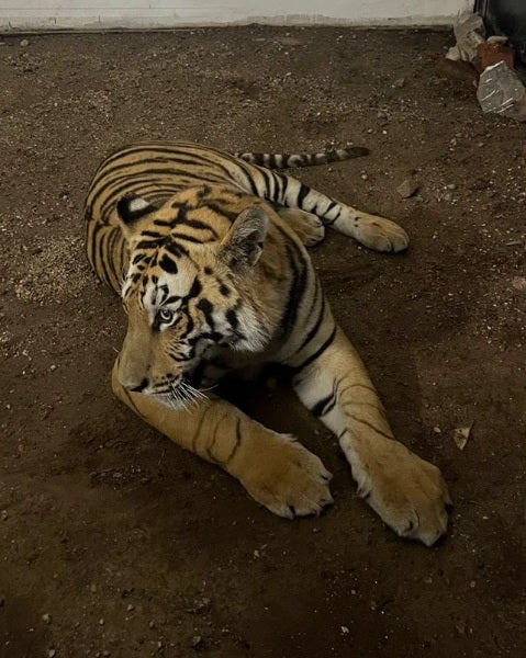 Capturaron tigre de Bengala en Tlaquepaque