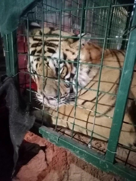 El tigre de Bengala fue capturado por las autoridades