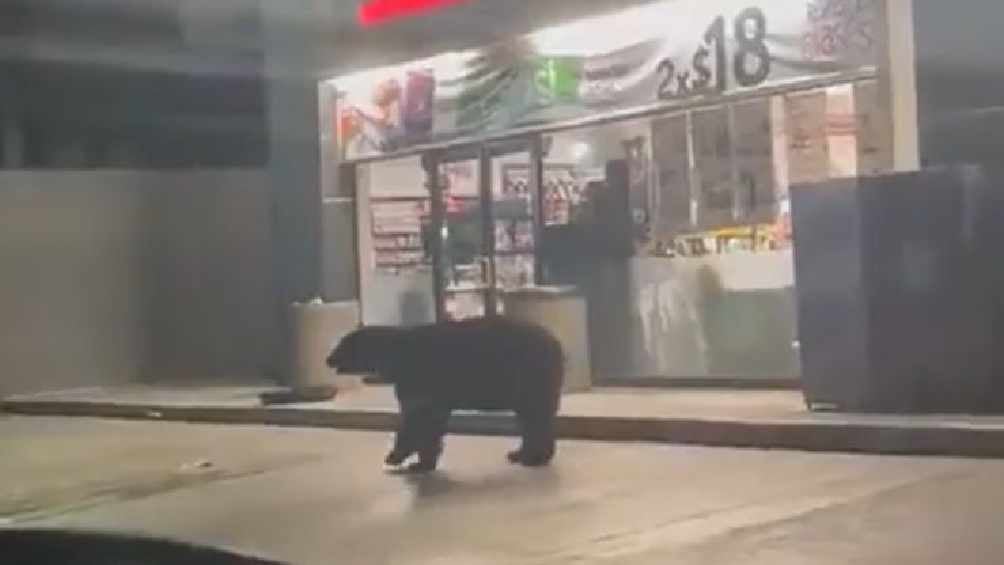 Protección Civil logró detener al animal