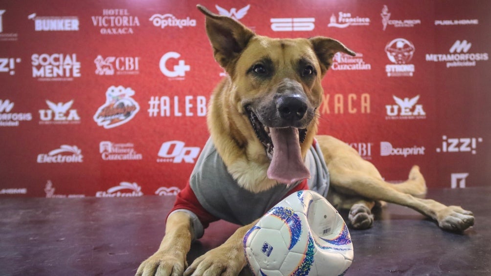 "Max" el nuevo refuerzo de Alebrijes 