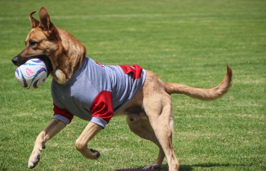 El peludo en la cancha del estadio