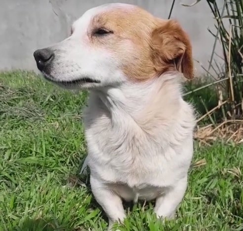 Murió el Perrito “Malvado” 