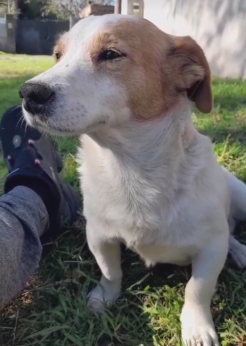 El perrito famoso de las redes sociales en todo el mundo murió 