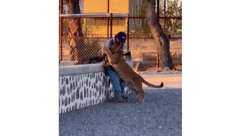 Internautas destacaron el cariño que expresó al animal a su cuidador. 