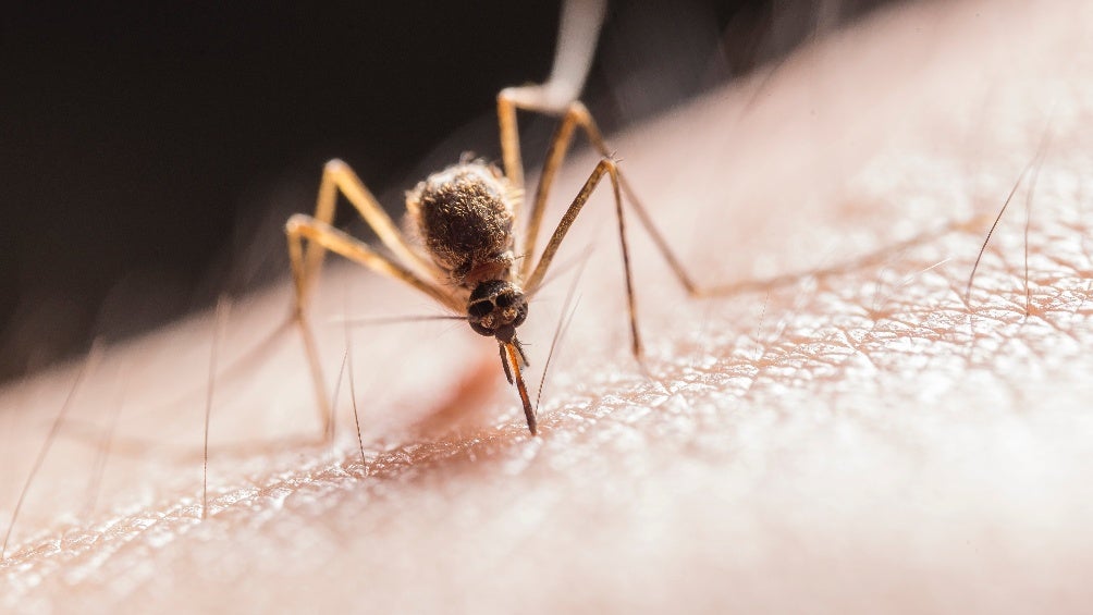 Registran incremento en casos de dengue en el estado de Guerrero 