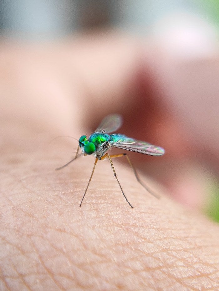 Guerrero es el octavo estado con más registro de dengue 