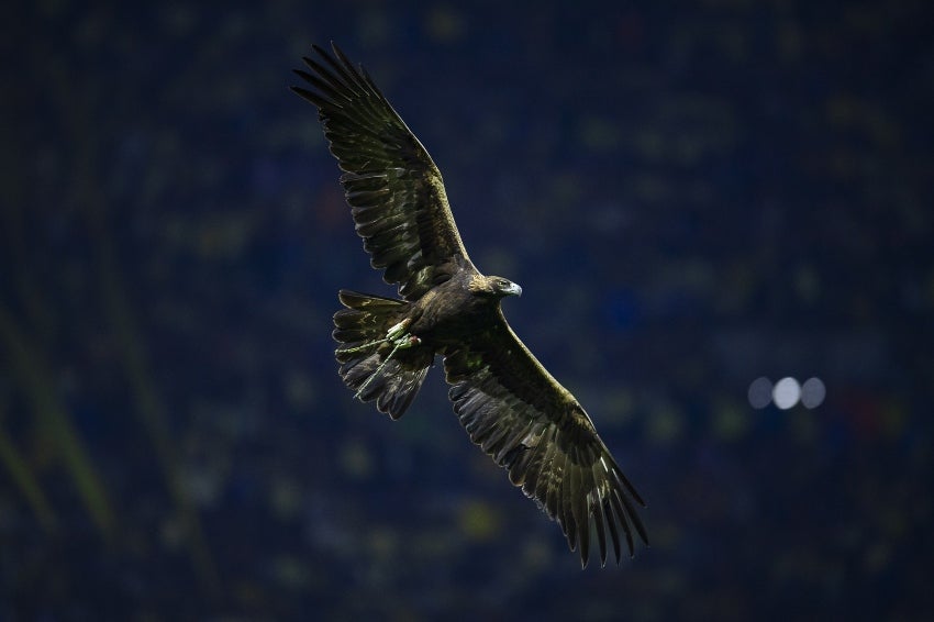 El Águila volando en el Azteca 