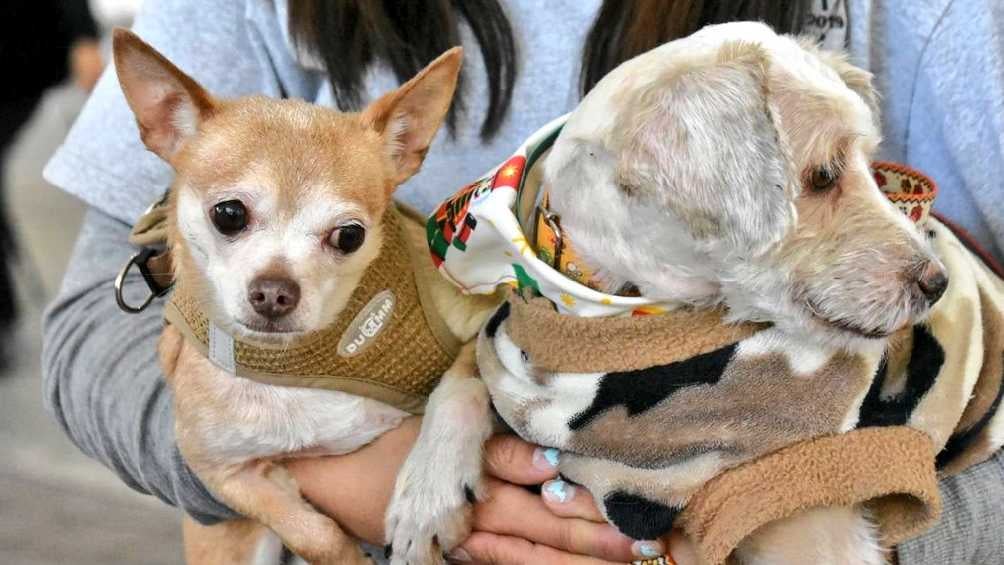 Se busca también que los vecinos iztapalapenses adopten mascotas en lugar de comprarlas. 