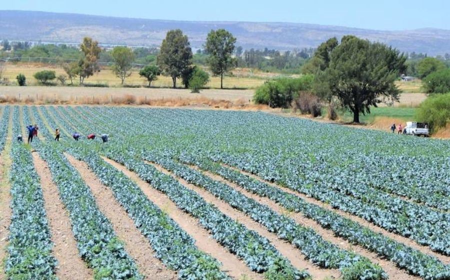 Las cabañuelas son una herramienta para el sector agrícola