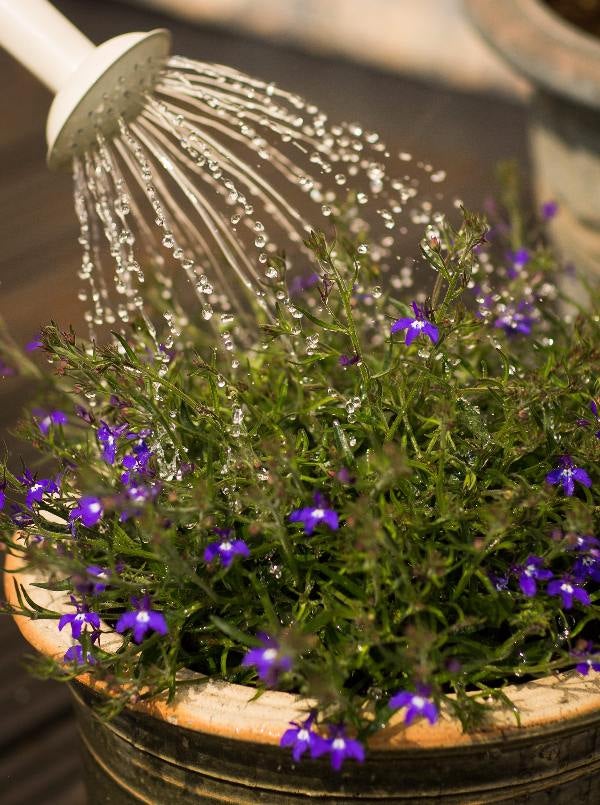 Evita regar tus plantas con agua potable