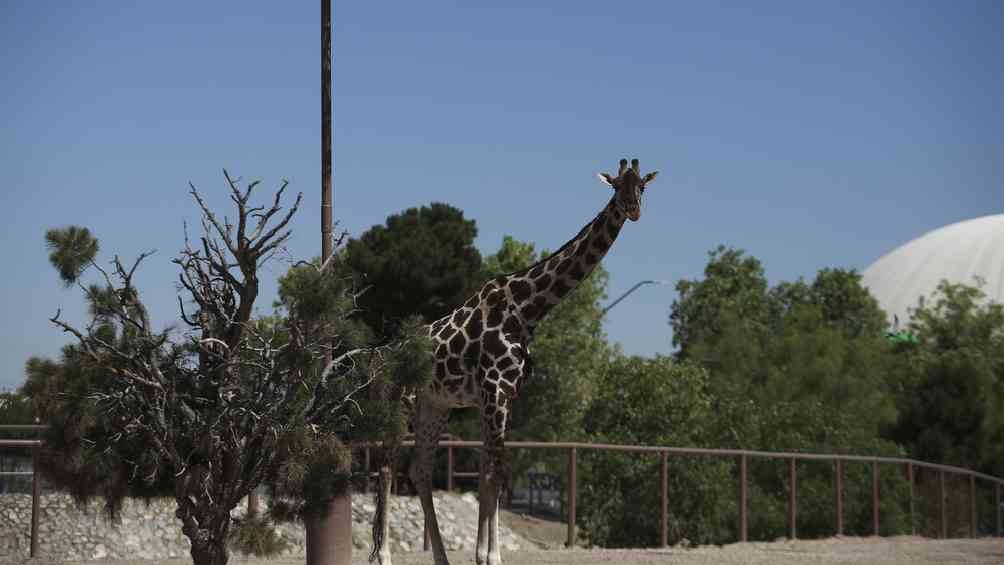 La Jirafa Benito Comenzó Su Traslado Al Africam Safari De Puebla