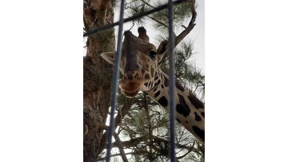 Colectivos reportaron que el animal vivía en malas condiciones en Ciudad Juárez. 