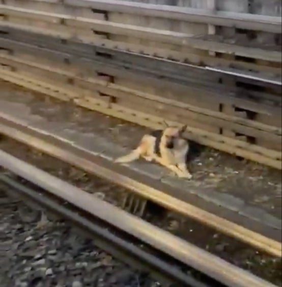 Así se veía el perrito en las vías del metro. 