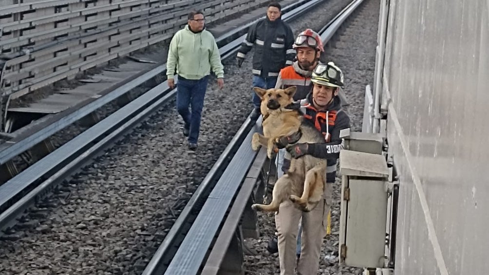 Rescatan lomito en el Metro ¡Conoce la historia!