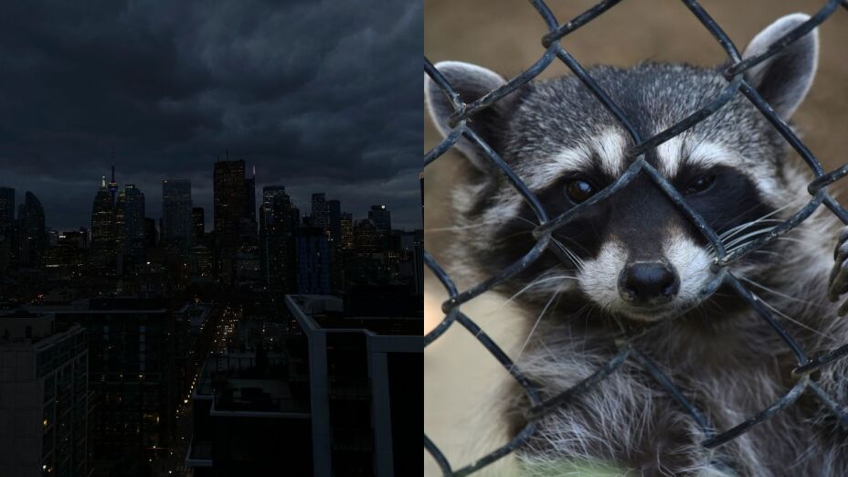 Mapache provoca apagón histórico en Toronto; 7 mil quedan sin luz 