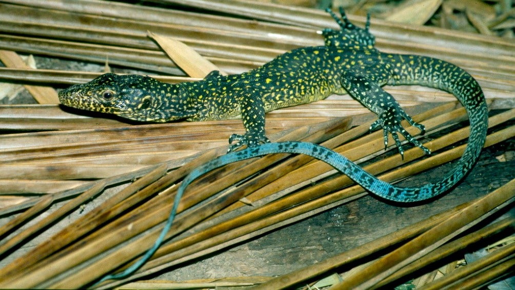 Rescatan a varano de cola azul en la alcaldía Venustiano Carranza