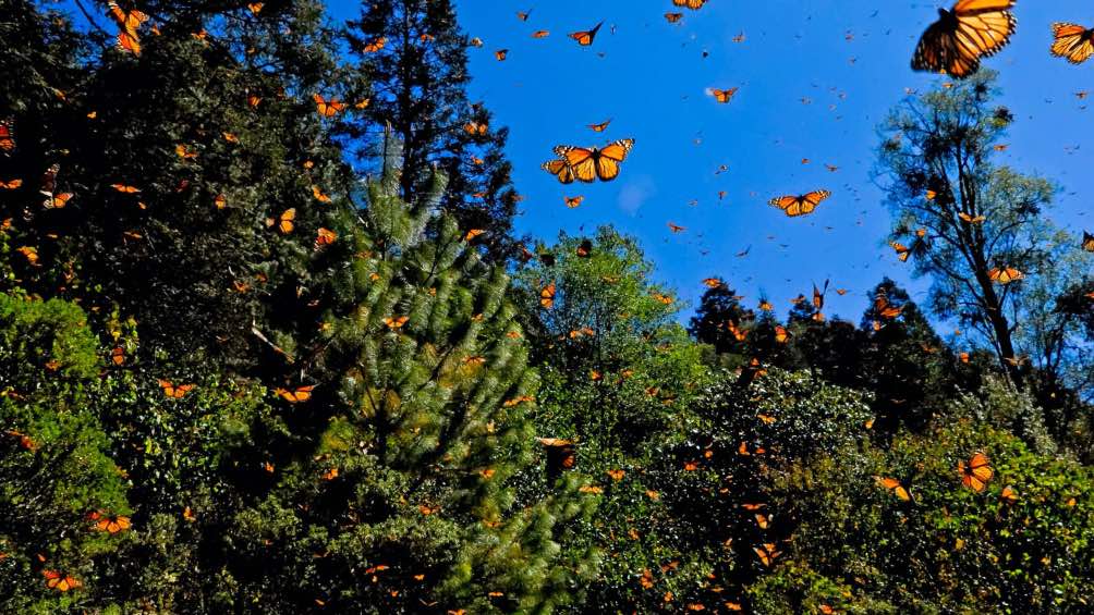 Las autoridades tomarán medias para que no se afecte más a la mariposa monarca. 