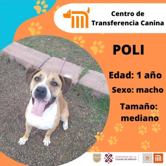 En ocasiones, los perritos rescatados se ponen en adopción. 