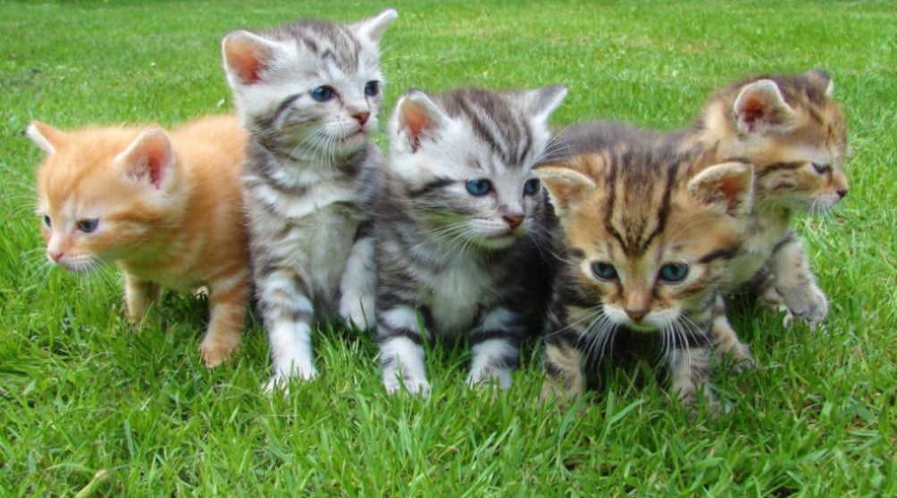 En el año, los gatos se celebran en tres días distintos. 