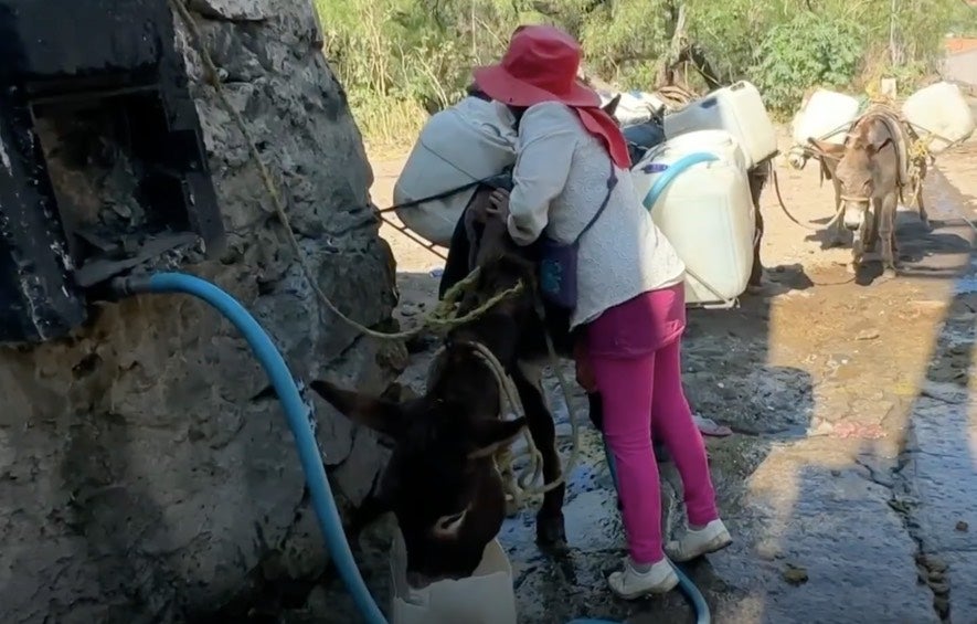 Los animales de carga son de gran ayuda para la gente. 