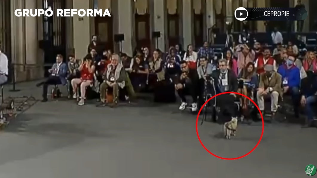 El felino sin pena se paseaba frente al Presidente Andrés Manuel López Obrador.