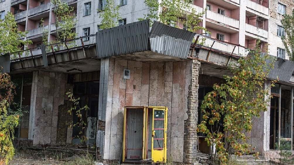 En la zona de Chernobyl sigue habiendo diferentes especies de flora y fauna. 