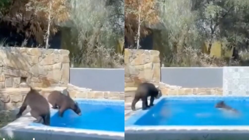 ¡Qué oso! En Nuevo León una familia muy particular disfrutó de la alberca de una casa que no era suya