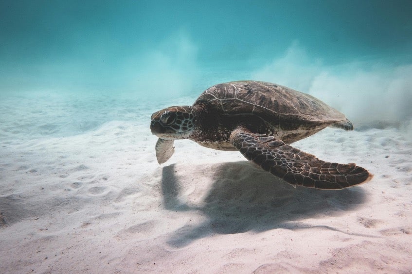 En Zanzíbar es común comer carne de tortuga. 