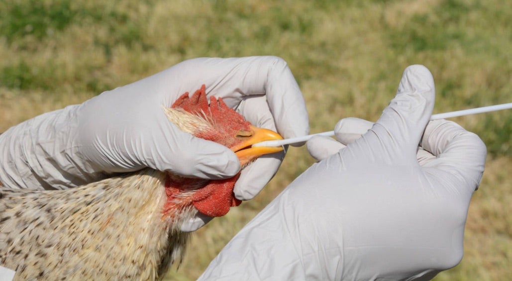 Las aves contagiadas son analizadas por los expertos. 