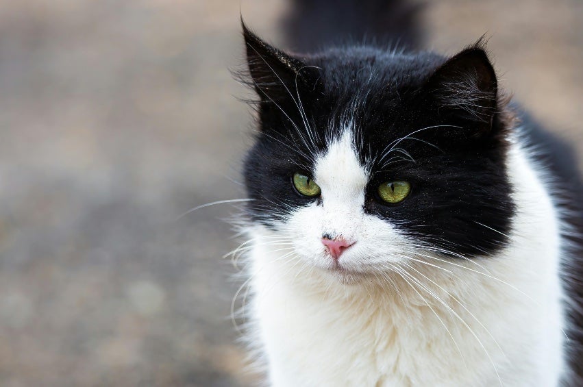 Lo único que se tiene del gato son las huellas, por lo que no se tiene identificado. 