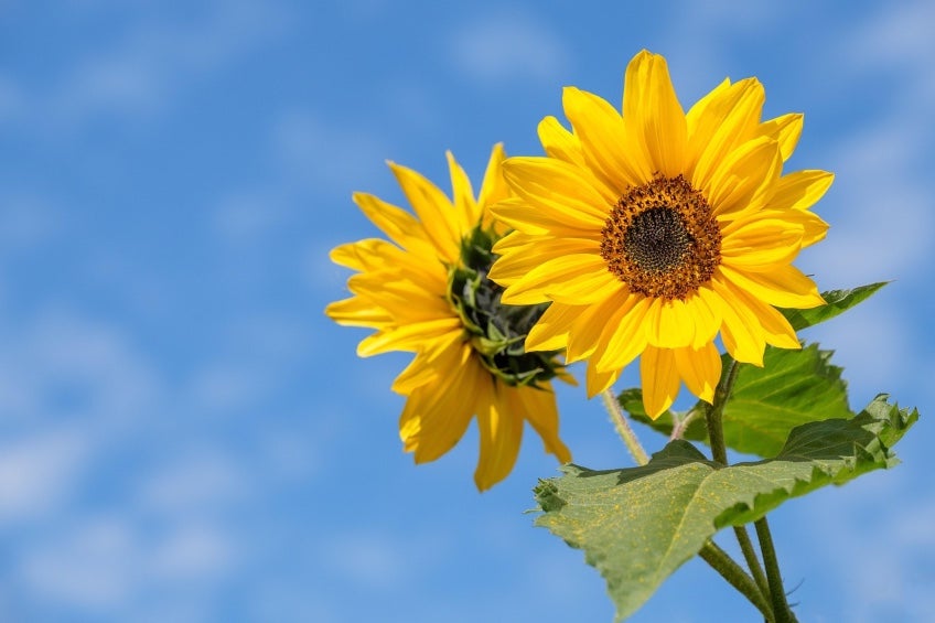 En Tik Tok cientos de personas comparten su deseo de recibir flores amarillas. 