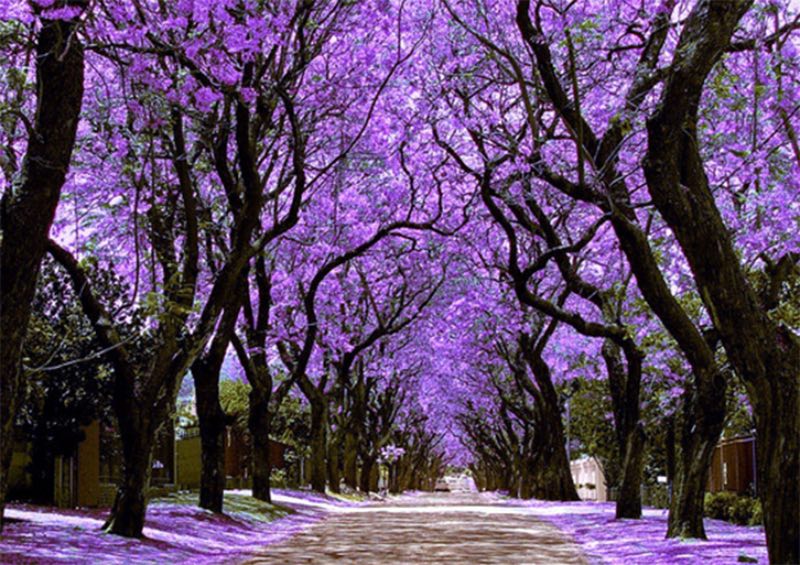 Cada año la CDMX se pinta de morado. 