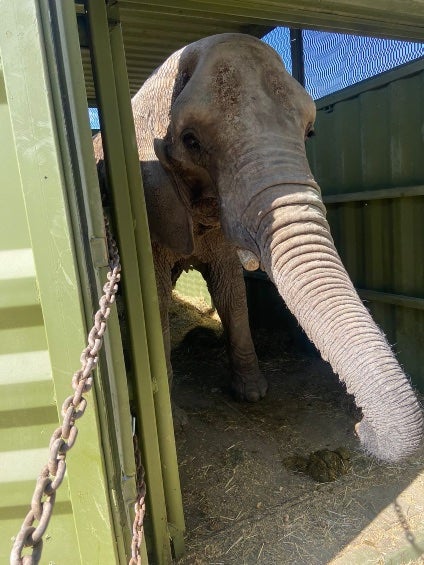 Annie está en camino al Zoológico de San Juan de Aragón. 