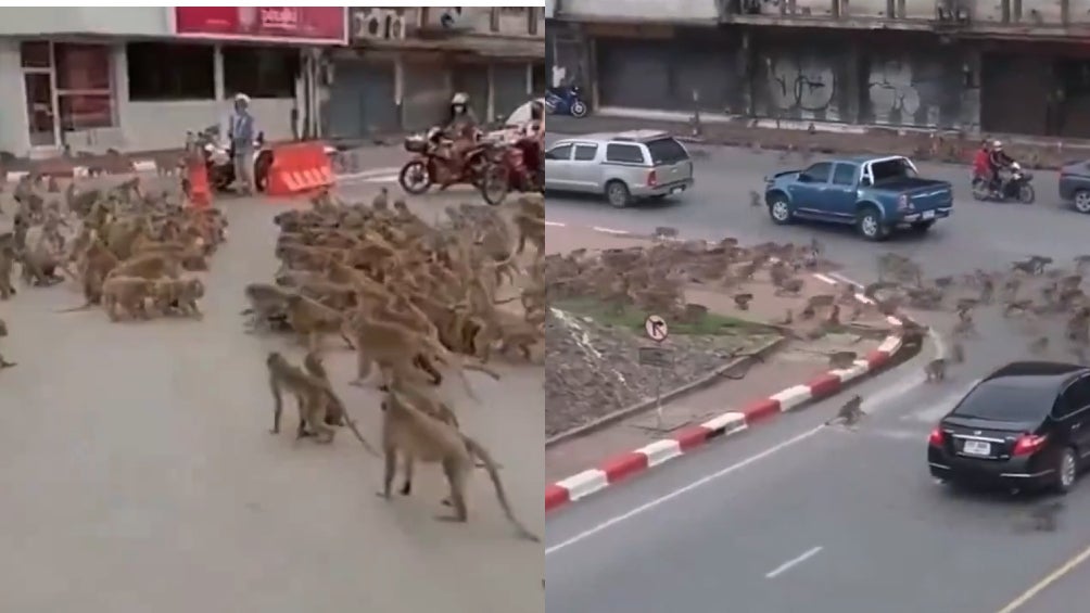 La ciudad Lop Buri en Tailandia es el escenario de los encuentros.