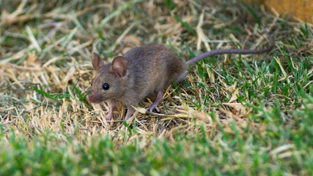 Roedor en la cancha del Universitario