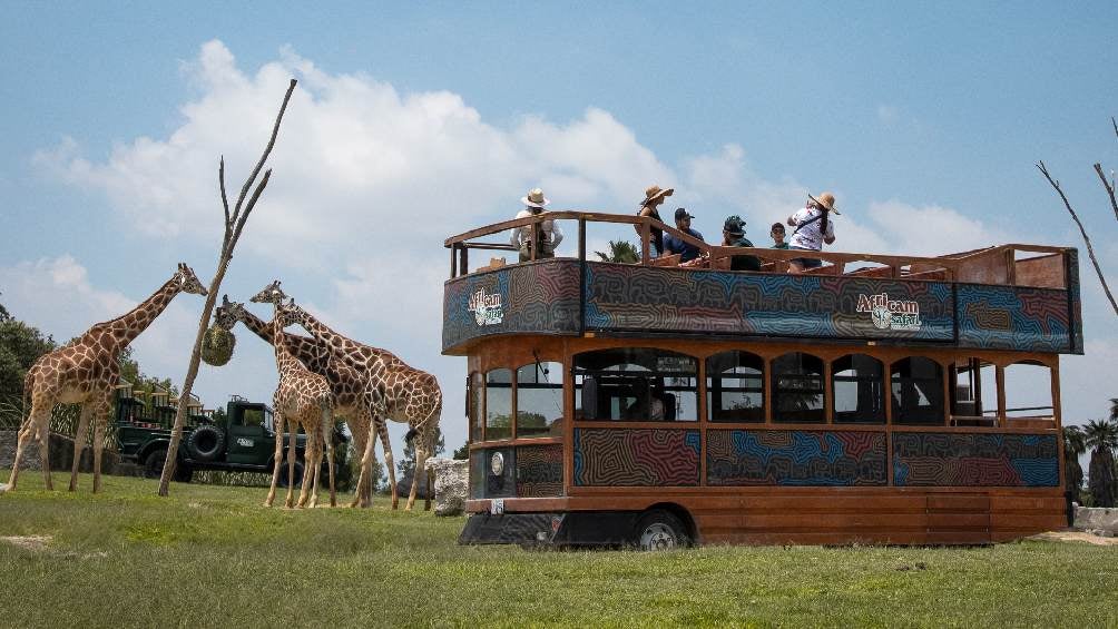 El animal provenía del parque Africam Safari de Puebla. 