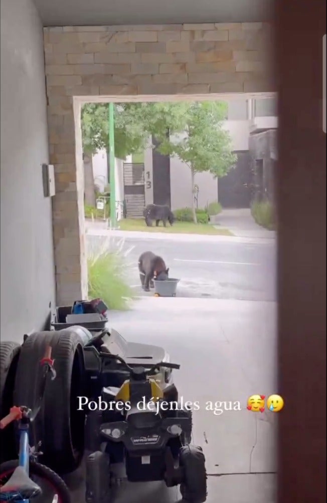 Así aprovechó uno de los osos el agua que dejó el jugador